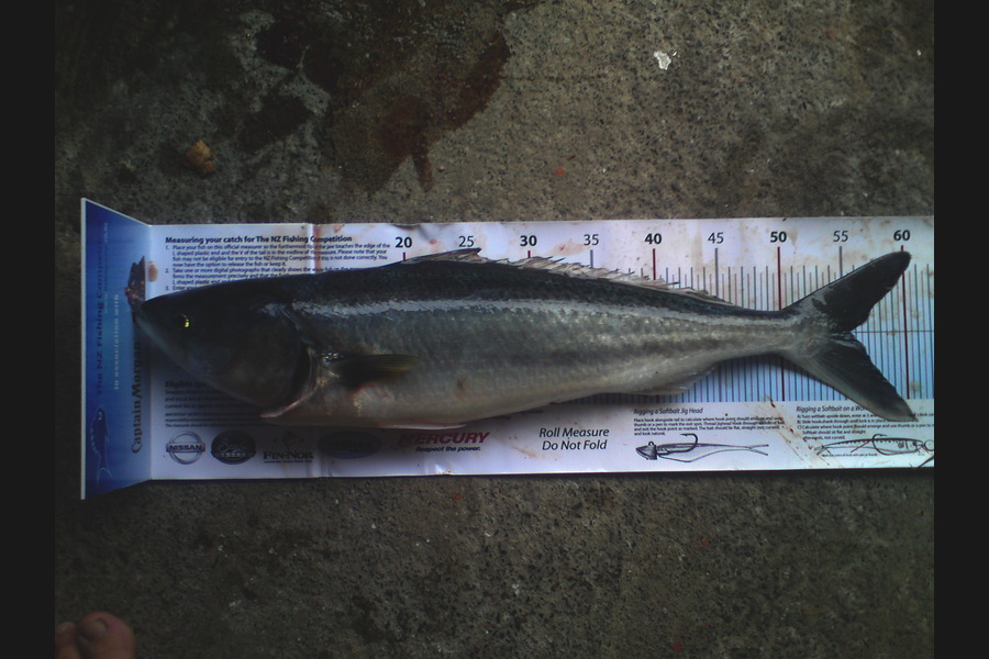 Paul Ashton caught this 55.5cm Kahawai at martins bay during The Export NZ Fishing Competition