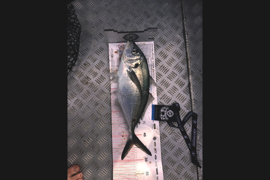 Emma George caught this 43.5cm Trevally at Coromandel during The Export NZ Fishing Competition