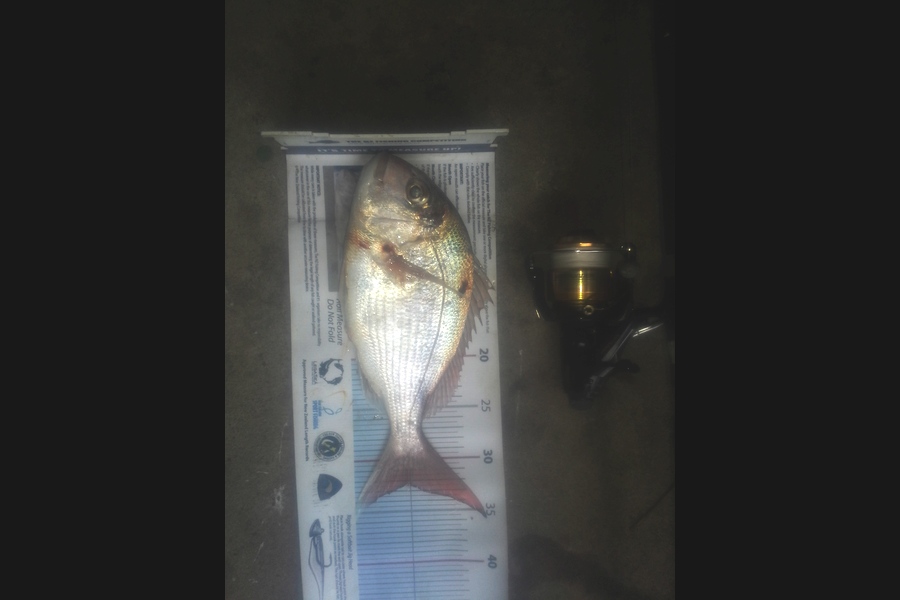 Steven Jameson caught this 32.0cm Snapper at kawakawa bay during The Export NZ Fishing Competition