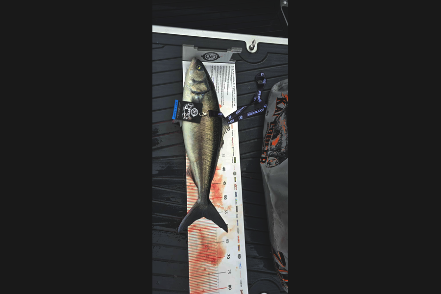 Jenn Thornton caught this 56.0cm Kahawai at Coromandel during The Export NZ Fishing Competition