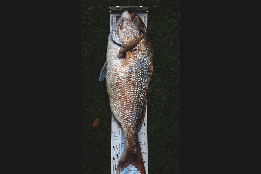 Mark Sorensen caught this 80.0cm Snapper at Boi during The Export NZ Fishing Competition