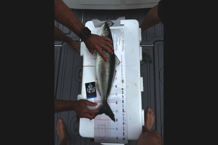 Gordon Townsend caught this 56.0cm Kahawai at Coromandel during The Export NZ Fishing Competition