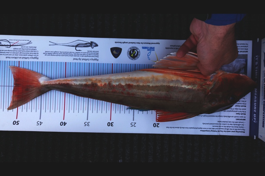 Jim Collins caught this 51.0cm Gurnard at Welly Harbour during The Export NZ Fishing Competition
