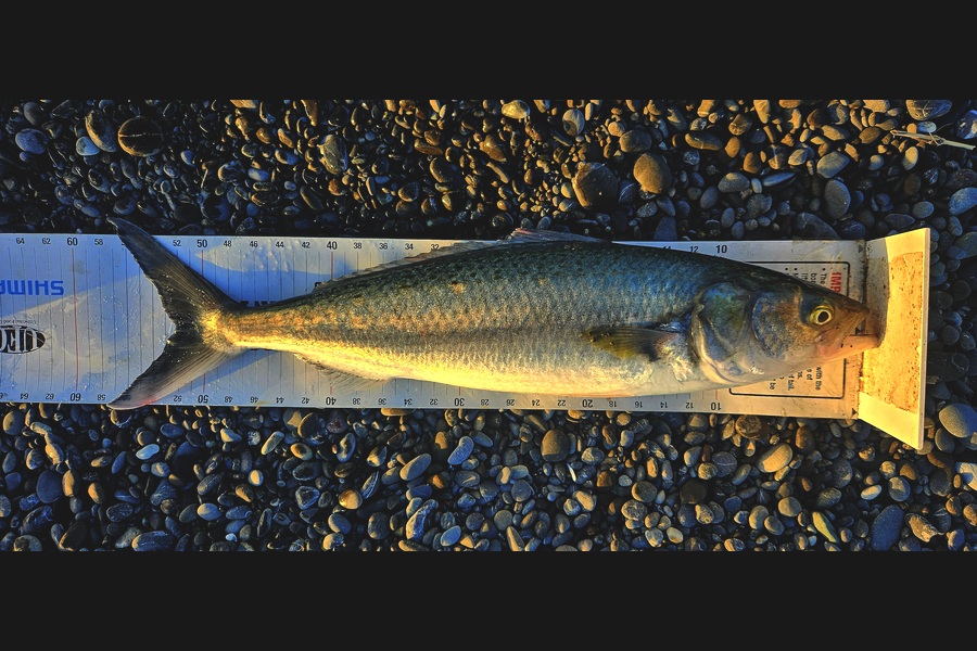 Kane Wrigglesworth  caught this 51.5cm Kahawai at Wairarapa
 during The Export NZ Fishing Competition