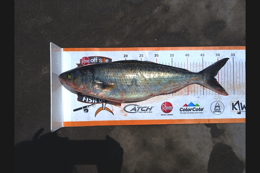 Tracy Holland caught this 48.5cm Kahawai at Nelson/Marlborough during The Export NZ Fishing Competition