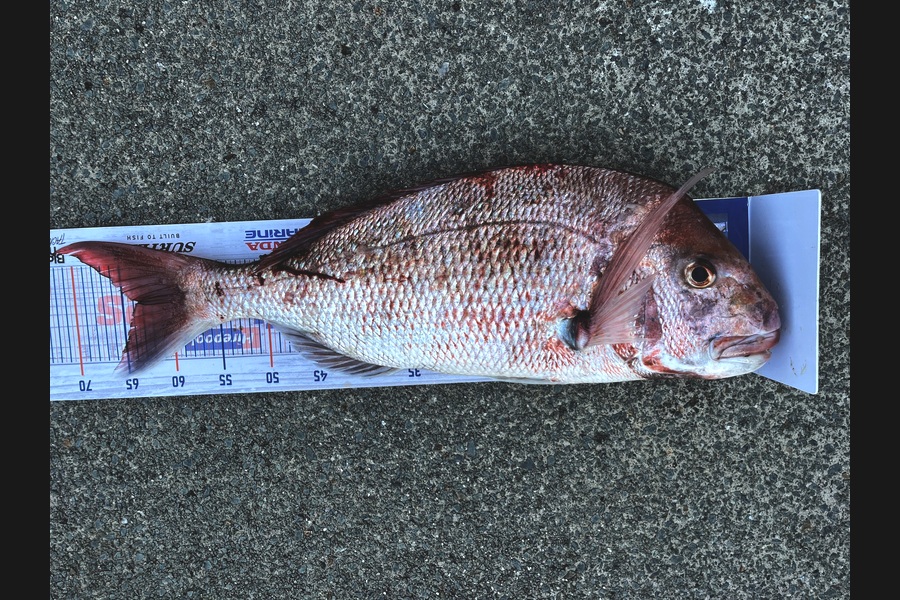Errol Johnson caught this 63.5cm Snapper at Auckland during The Export NZ Fishing Competition