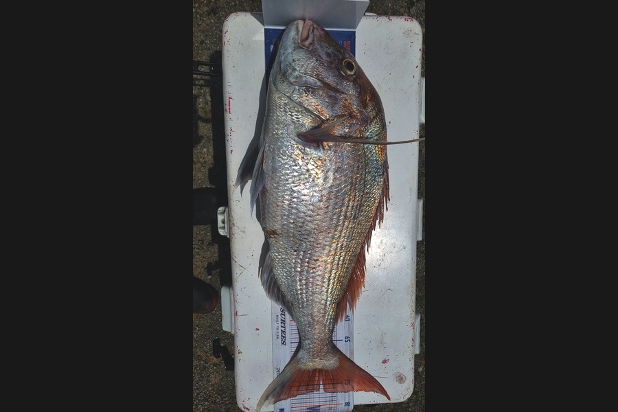 Nathan  Busby caught this 76.5cm Snapper at Taranaki during The Export NZ Fishing Competition