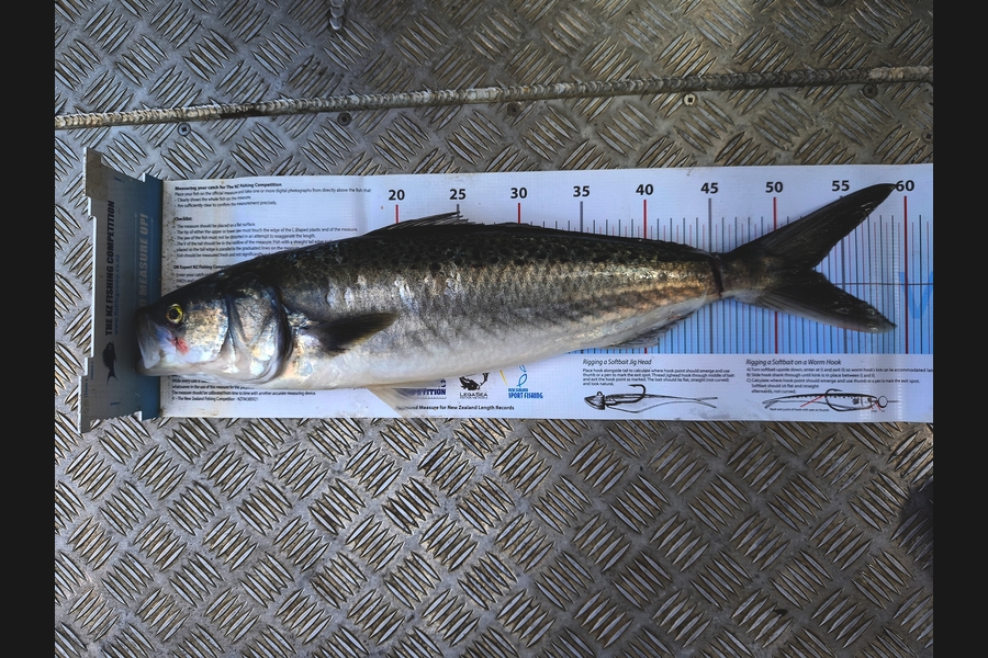 Michael Hendriks caught this 52.0cm Kahawai at Nelson/Marlborough during The Export NZ Fishing Competition