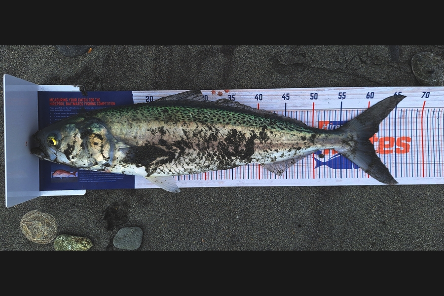 Paul Darry caught this 60.0cm Kahawai at West Coast during The Export NZ Fishing Competition