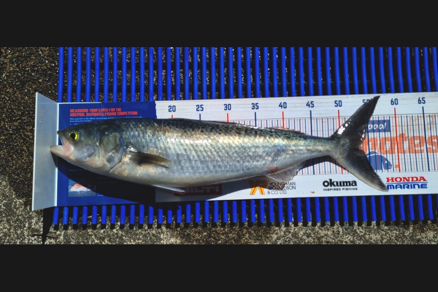 Ryan Trethewey caught this 53.5cm Kahawai at East Cape during The Export NZ Fishing Competition