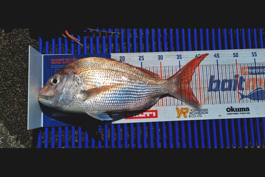 Ryan Trethewey caught this 32.5cm Snapper at East Cape during The Export NZ Fishing Competition