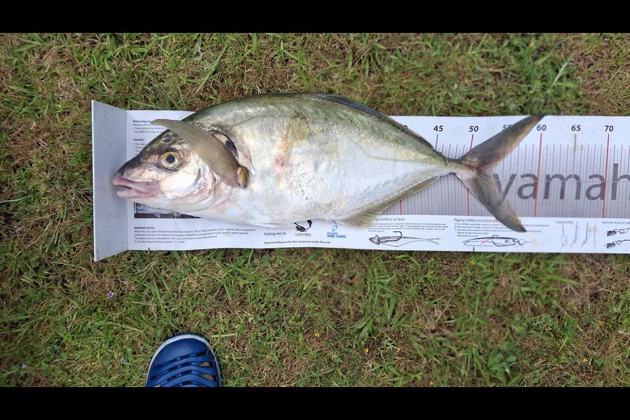 Glen Harwood caught this 53.0cm Trevally at Coromandel during The Export NZ Fishing Competition
