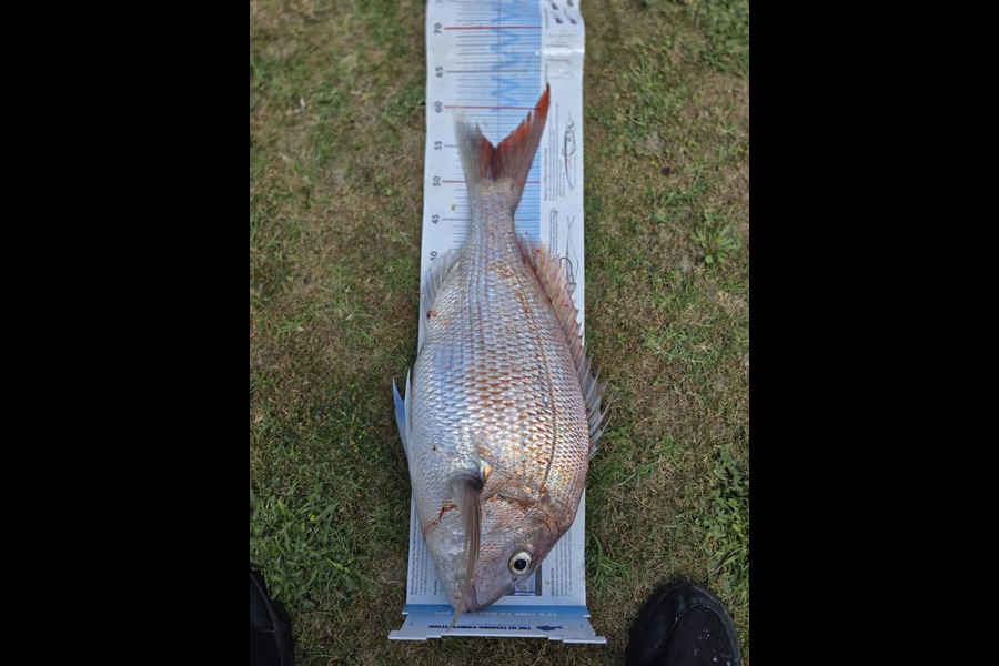 Matt  King  caught this 55.0cm Snapper at Hawkes Bay during The Export NZ Fishing Competition