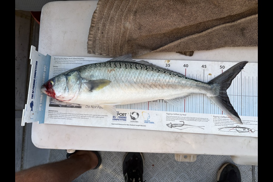 Matt  King  caught this 51.5cm Kahawai at Hawkes Bay during The Export NZ Fishing Competition