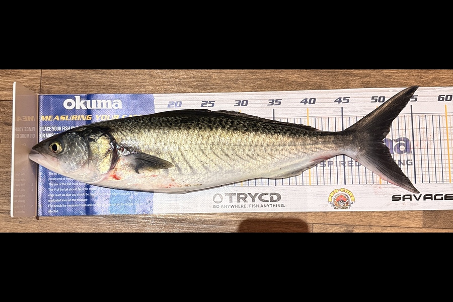 Anthony Kelsall caught this 51.0cm Kahawai at Manawatu during The Export NZ Fishing Competition