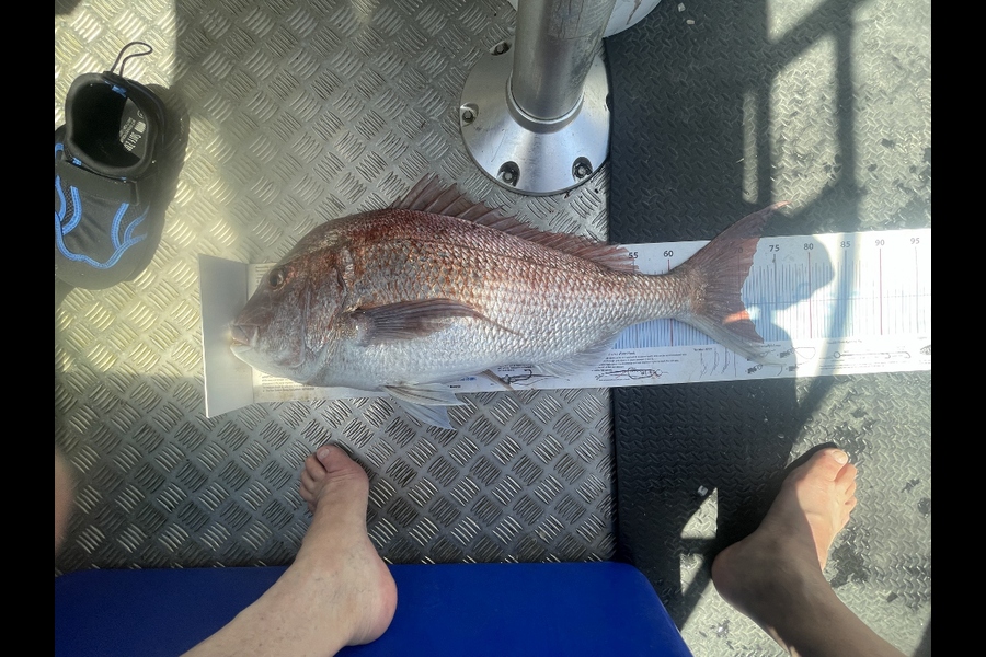 Cary Hoult caught this 70.0cm Snapper at Northland during The Export NZ Fishing Competition