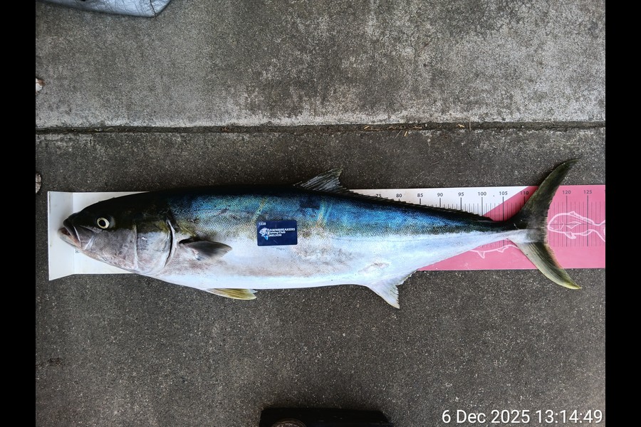 Corey Parsons caught this 115.0cm Kingfish at Nelson/Marlborough during The Export NZ Fishing Competition