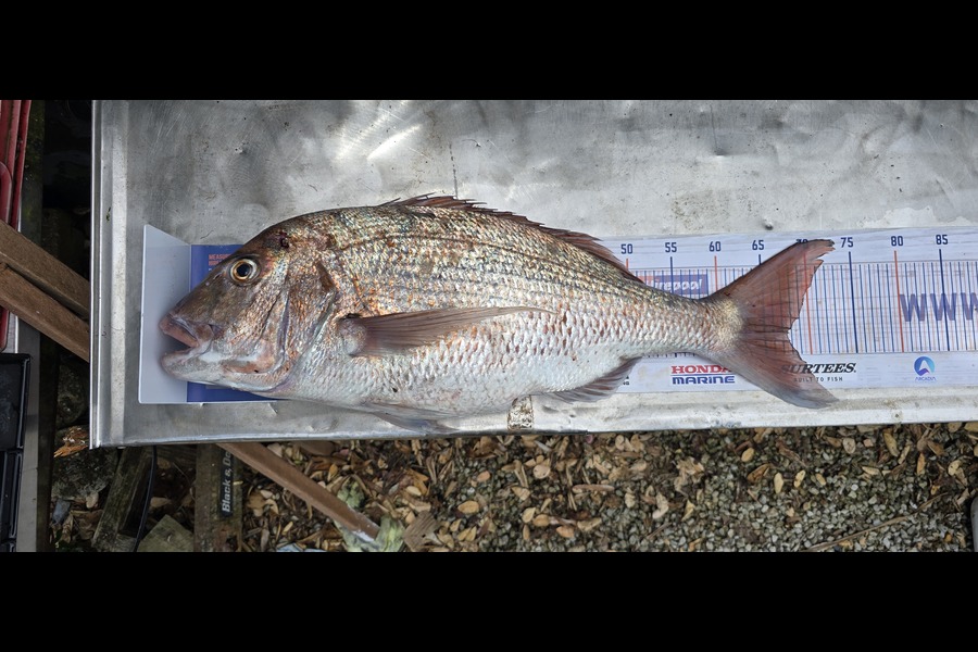 Graeme Mckay caught this 67.5cm Snapper at East Cape during The Export NZ Fishing Competition
