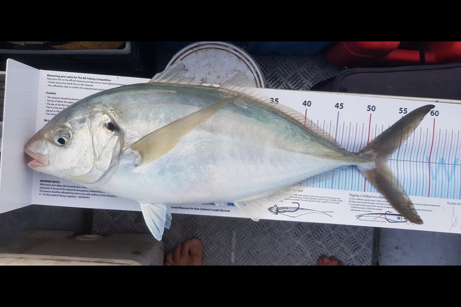 Brent Johnson caught this 53.5cm Trevally at Nelson/Marlborough during The Export NZ Fishing Competition
