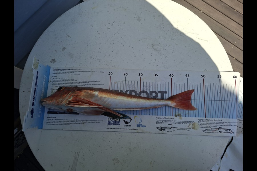 Rob Brown caught this 45.5cm Gurnard at Canterbury during The Export NZ Fishing Competition