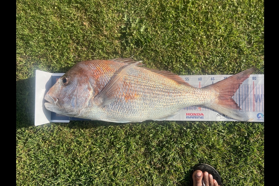 Joyson Dsilva caught this 72.0cm Snapper at Taranaki during The Export NZ Fishing Competition