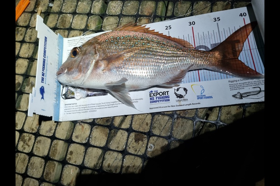 Jeremy Coakley caught this 37.0cm Snapper at Auckland during The Export NZ Fishing Competition