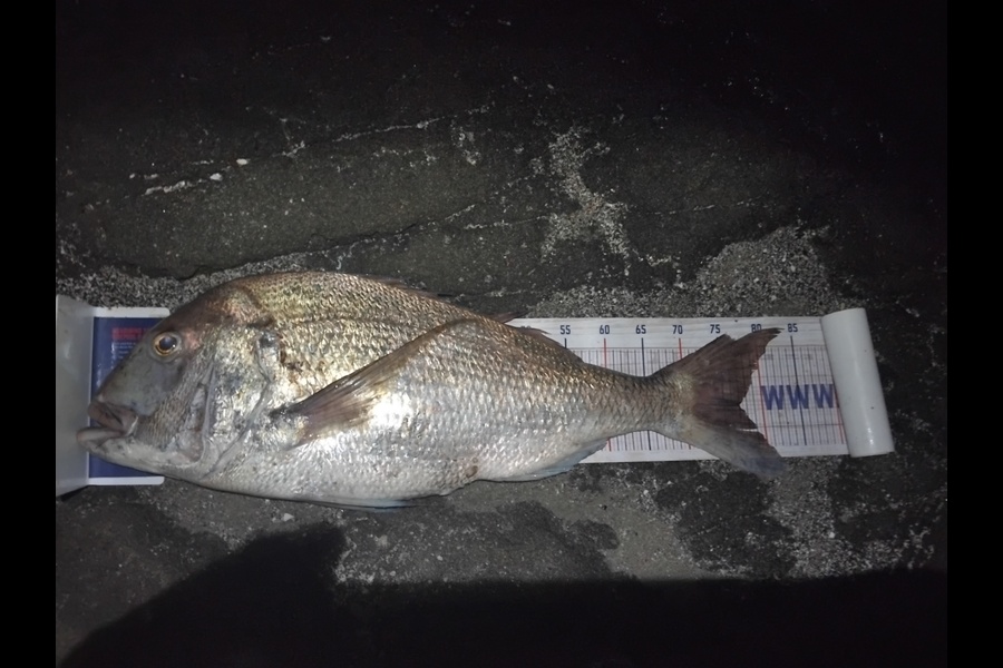 Sean Daniels  caught this 77.0cm Snapper at Northland during The Export NZ Fishing Competition
