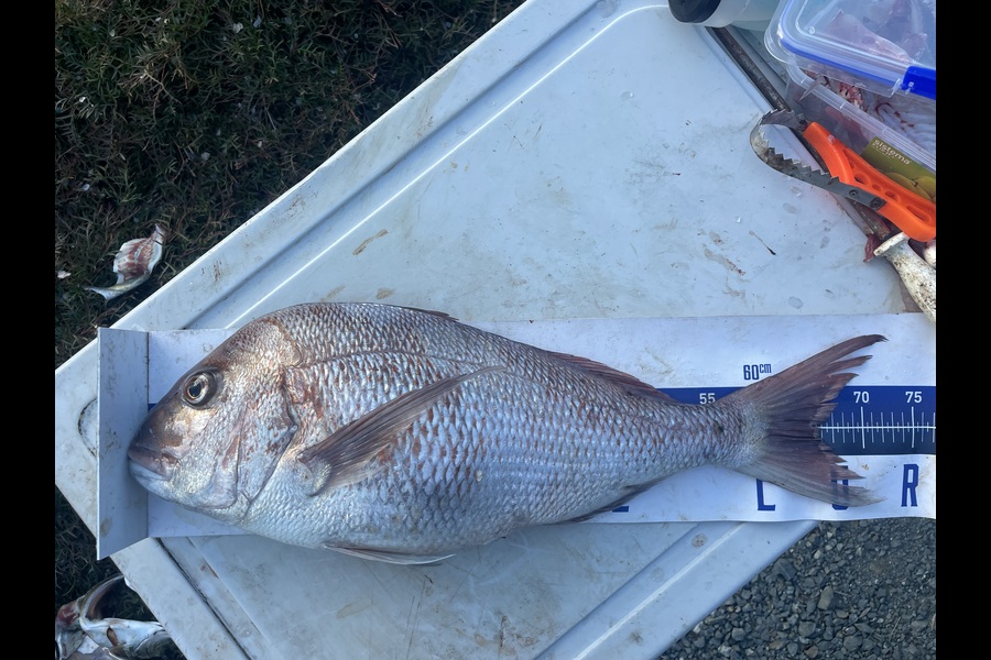 Jake Harrison caught this 66.0cm Snapper at Northland during The Export NZ Fishing Competition