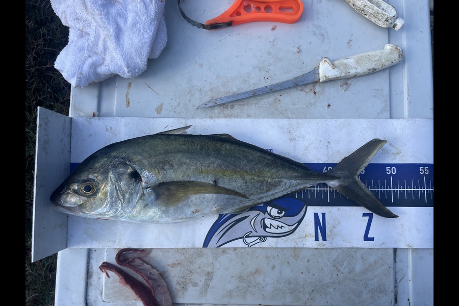 Jake Harrison caught this 50.0cm Trevally at Northland during The Export NZ Fishing Competition