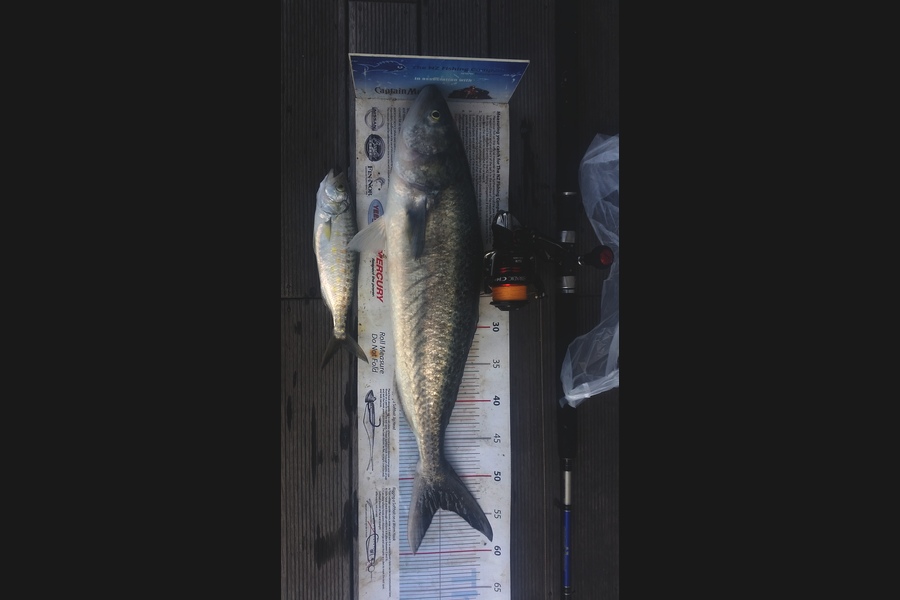 Shane Kelly caught this 53.5cm Kahawai at Wairarapa during The Export NZ Fishing Competition