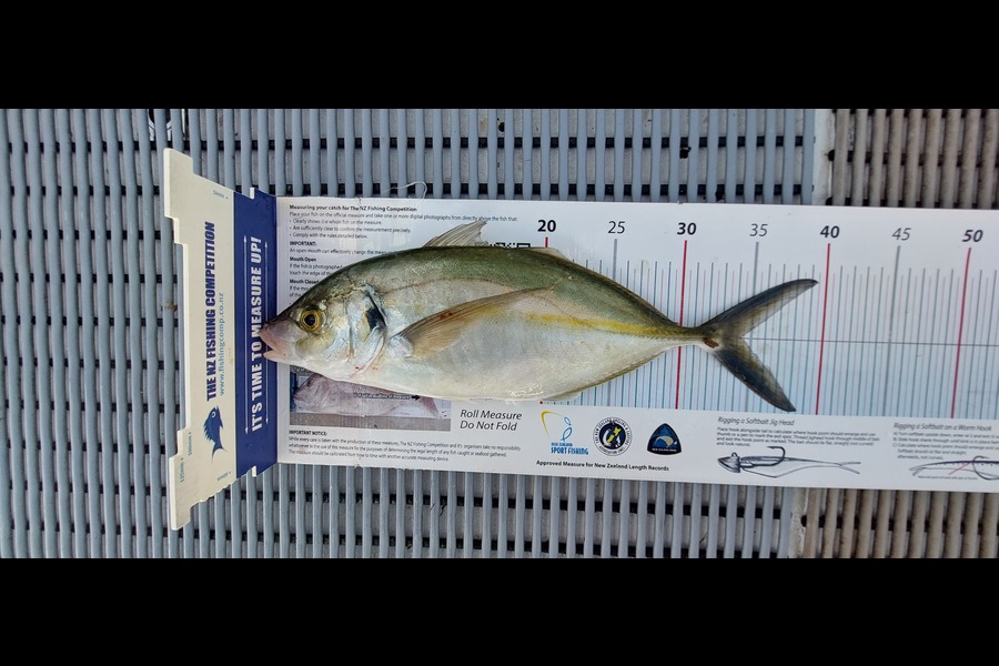 Janet Attwood caught this 34.0cm Trevally at Northland during The Export NZ Fishing Competition