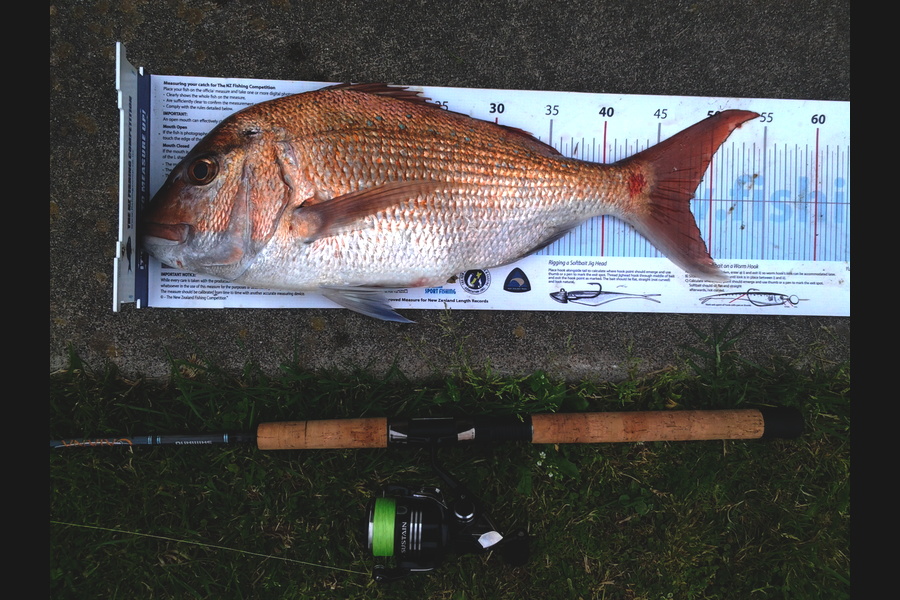 Michael Brown caught this 48.0cm Snapper at BOP during The Export NZ Fishing Competition
