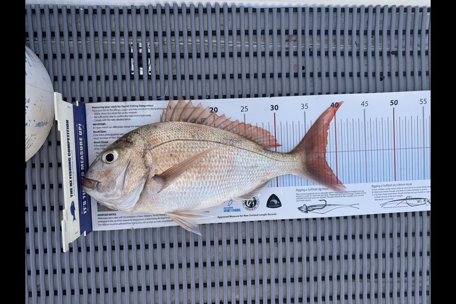 Stephen Attwood caught this 38.0cm Snapper at Northland during The Export NZ Fishing Competition