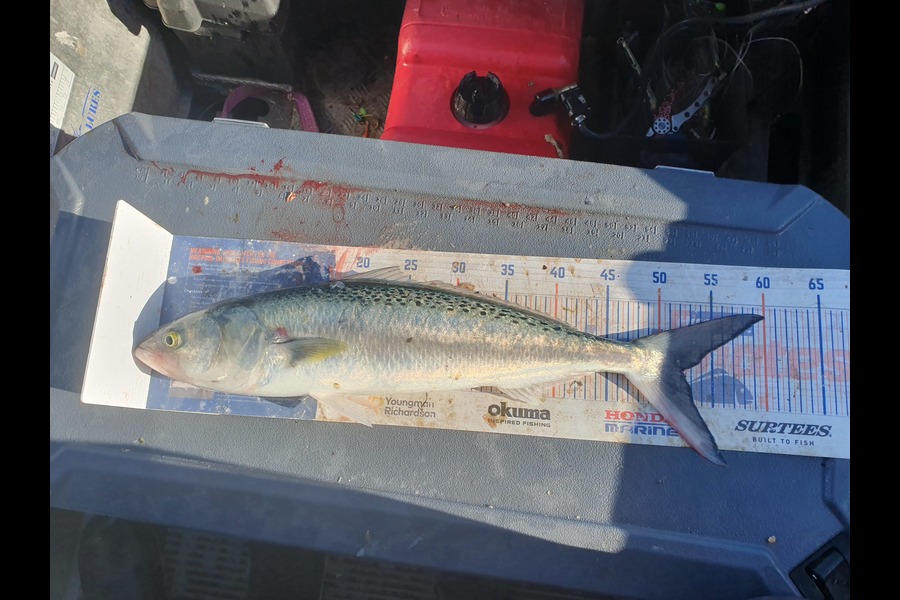 Dan Musson caught this 52.0cm Kahawai at Wellington during The Export NZ Fishing Competition