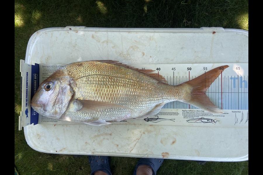 Hilman Solomon caught this 54.5cm Snapper at Waikato during The Export NZ Fishing Competition