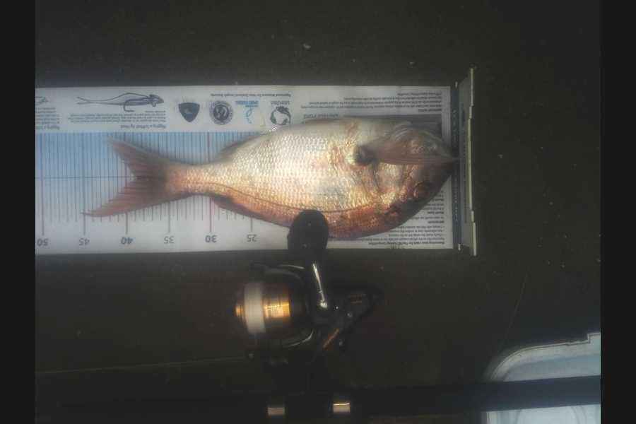 Steven Jameson caught this 38.5cm Snapper at ponui during The Export NZ Fishing Competition