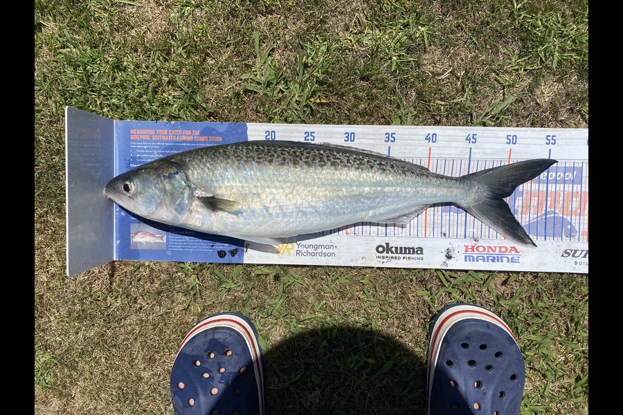Steve Fraser caught this 49.0cm Kahawai at Taranaki during The Export NZ Fishing Competition