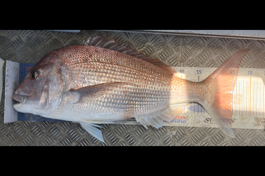Tim  McKenzie caught this 65.0cm Snapper at Hawkes Bay during The Export NZ Fishing Competition