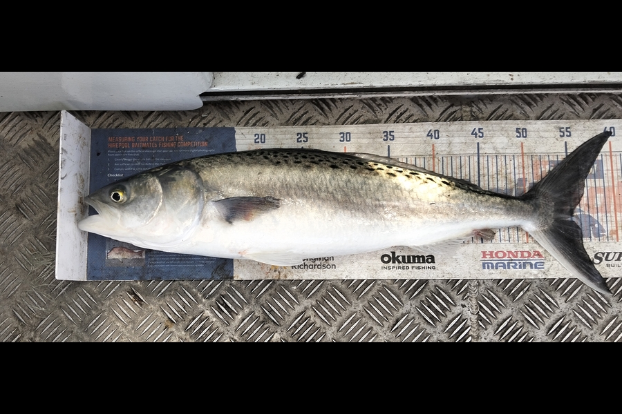 Tim  McKenzie caught this 55.0cm Kahawai at Hawkes Bay during The Export NZ Fishing Competition