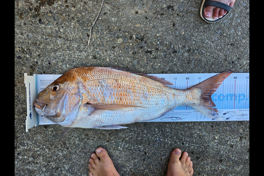Gareth  Nicholson  caught this 70.0cm Snapper at Nelson/Marlborough during The Export NZ Fishing Competition