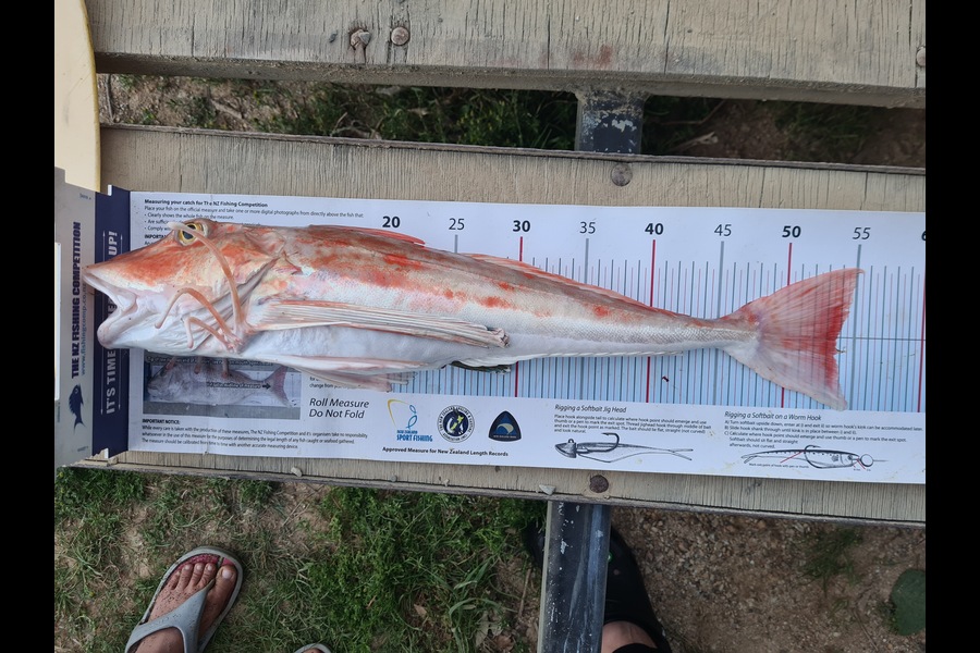 Alicia Rombel caught this 53.5cm Gurnard at Nelson/Marlborough during The Export NZ Fishing Competition