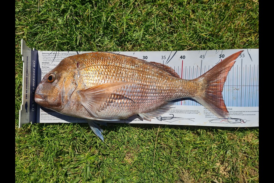 Alicia Rombel caught this 50.0cm Snapper at Nelson/Marlborough during The Export NZ Fishing Competition