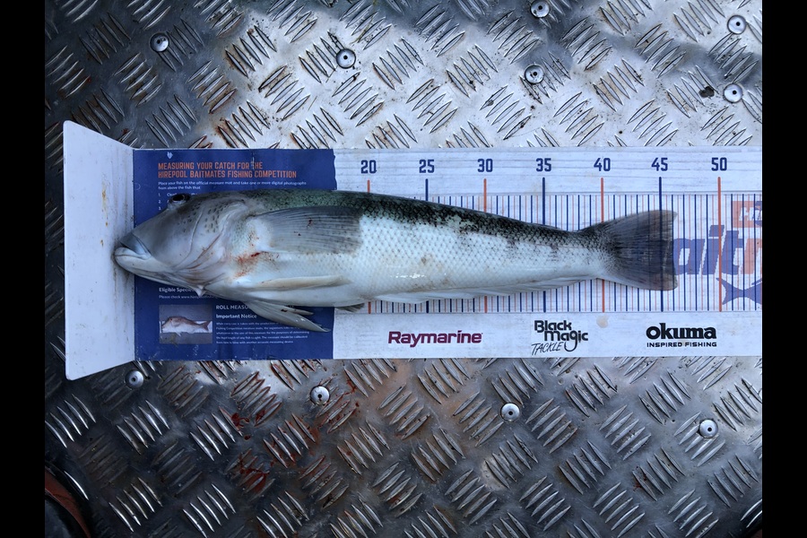 Alex Thomson caught this 46.0cm Blue Cod at Southland during The Export NZ Fishing Competition