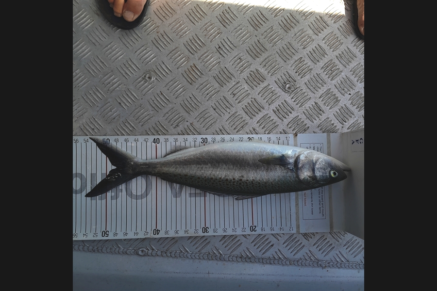 Mark Beauchamp caught this 48.0cm Kahawai at Northland during The Export NZ Fishing Competition