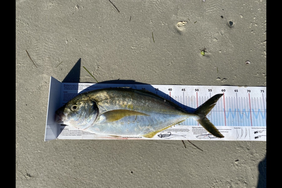 Lone  Taiulu  caught this 53.0cm Trevally at Northland during The Export NZ Fishing Competition