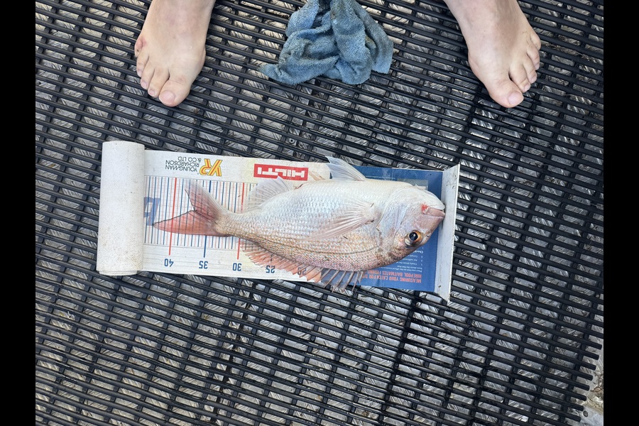Ben Moran caught this 37.0cm Snapper at Northland during The Export NZ Fishing Competition