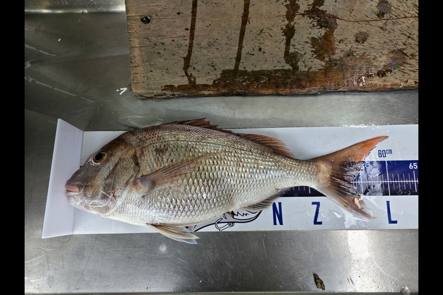 Mark Devantier  caught this 53.0cm Snapper at Northland during The Export NZ Fishing Competition