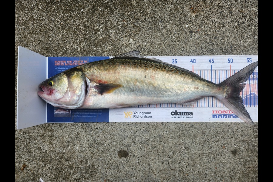 Cory Piggales caught this 52.0cm Kahawai at Auckland during The Export NZ Fishing Competition