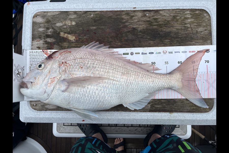 Rhys Holding caught this 65.5cm Snapper at Auckland during The Export NZ Fishing Competition