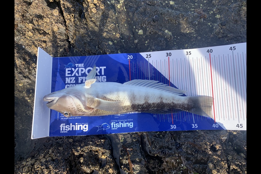 Craig Rogers caught this 39.0cm Blue Cod at Bay of Plenty during The Export NZ Fishing Competition